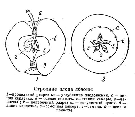 Особенности структуры семян яблока