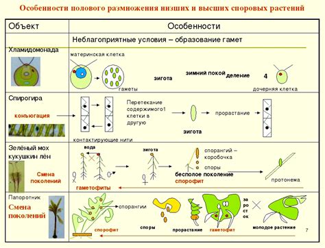 Особые особенности размножения