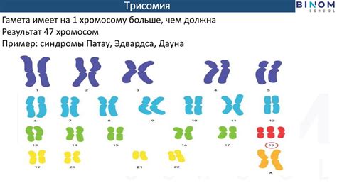 Отличается ли количество хромосом в разных видов клеток организма?