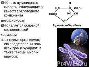 Отличие в генетике