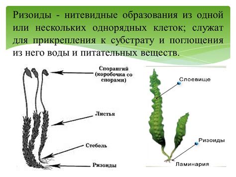 Отличие ризоидов от корней