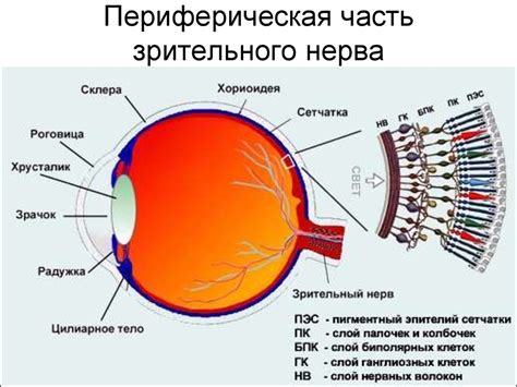 Отличный ночной зрительный аппарат