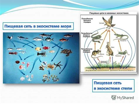 Отсутствие баланса в экосистеме