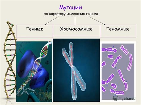 Отсутствие генетической мутации