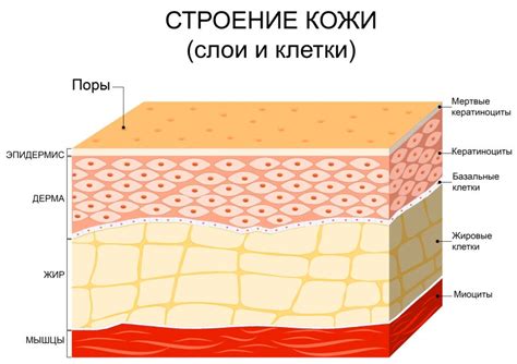 Отсутствие защитного слоя кожи