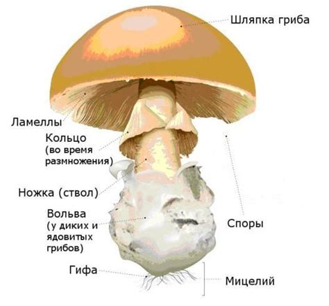 Отсутствие знания о виде гриба