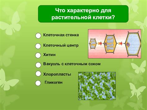 Отсутствие клеточной стенки у животных: особенности