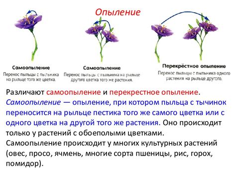 Отсутствие перекрестного опыления