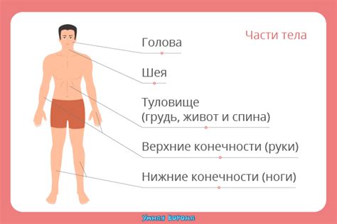 Отсутствие перекрывания частей тела