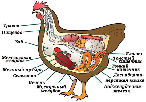 Отсутствие плавательных мешков у курицы