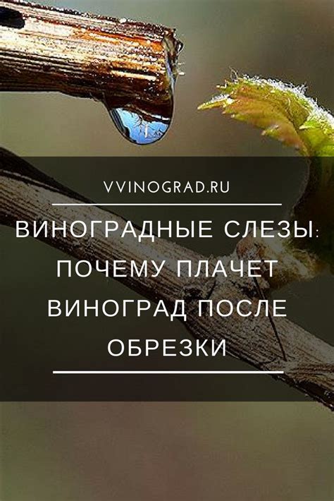 Отсутствие правильного ухода за растением