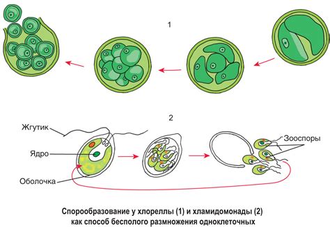 Отсутствие условий для нормального размножения