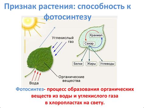 Отсутствие хлорофилла снижает способность к фотосинтезу