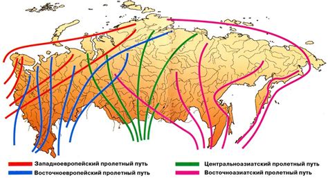 Охраняемый пролет: важная роль экосистем для птиц на миграции