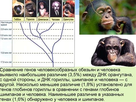 О генетической близости человека и обезьян