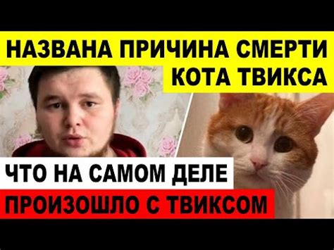 ПЕЧАЛЬНОЕ СОБЫТИЕ ПРОИЗОШЛО С КОТОМ РАНЬШЕ