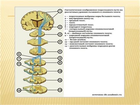 Паралич анализатора