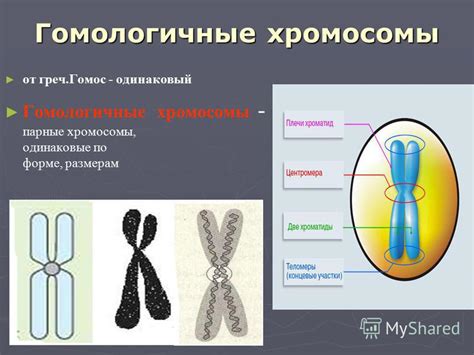 Парные хромосомы: секреты структуры