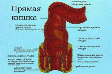 Патологии ануса и прямой кишки