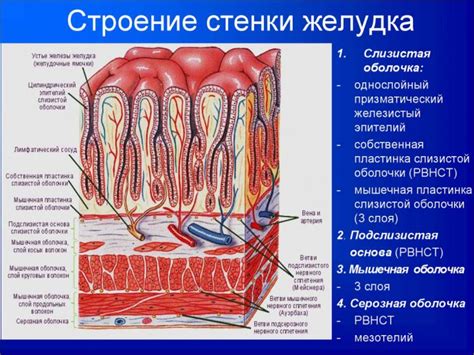 Патологии и их влияние на толщину стенки желудка