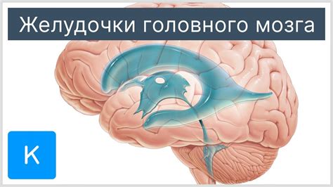 Патологии и их связь с увеличением желудочков головного мозга