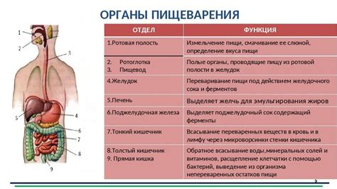 Патологии органов пищеварительной системы и их связь с неподвижностью глистов