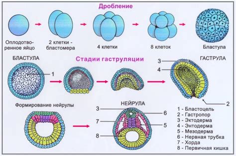 Патологии плаценты и эмбриональное развитие