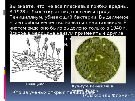 Пенициллиум: особенности и распространение