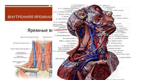 Первая причина: Отток крови