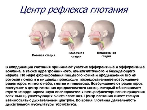 Первая причина: формирование рефлекса глотания