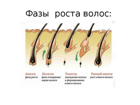 Первый месяц жизни: особенности роста волос на затылке