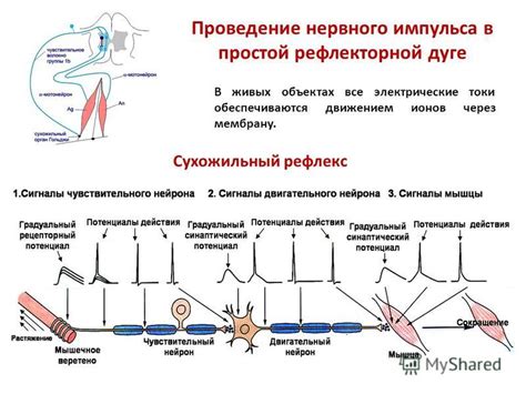 Передача нервного импульса: электрические сигналы в организме