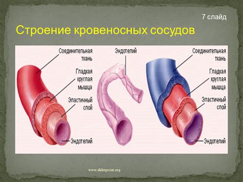 Пережатие кровеносных сосудов