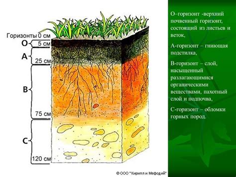 Пересушивание почвы: почему это влияет на состояние листьев и что делать