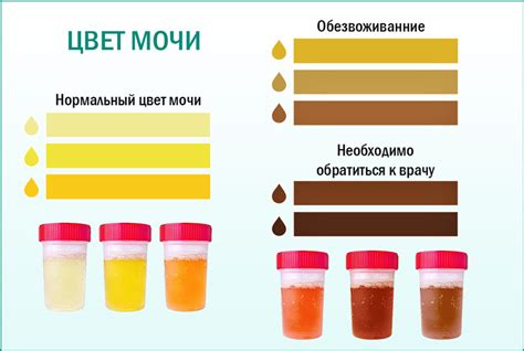 Период сбора мочи в течение дня