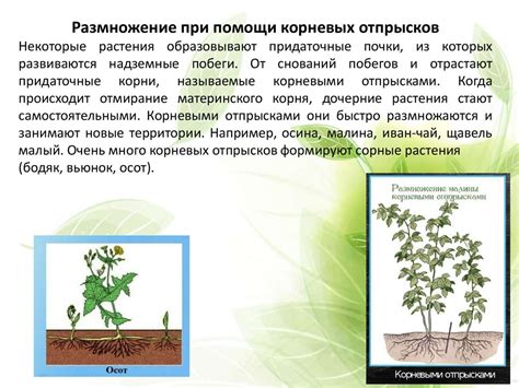 Перспективы применения вегетативного размножения в будущем