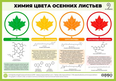 Пигменты, отвечающие за цвет листьев: