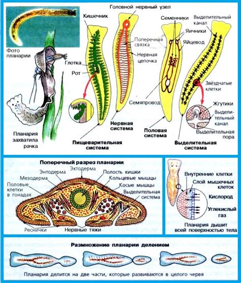 Питание и обмен веществ у ленточных червей