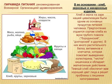 Питательная ценность макарон и хлеба для собак