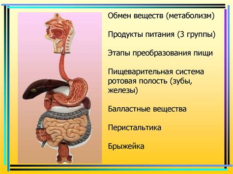 Пищеварительная система и обмен веществ