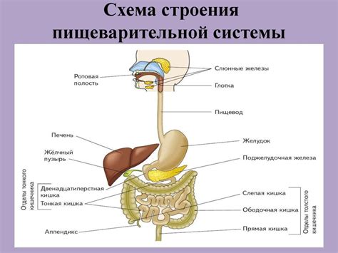 Пищеварительный процесс и его роль