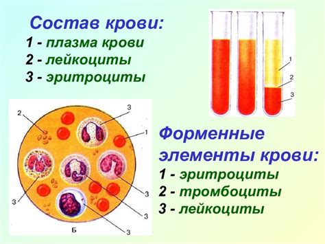 Плазма: ключевая составляющая крови