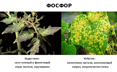 Плохая вентиляция и избыток увлажнения: как это сказывается на здоровье растения