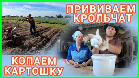 Плохая социализация крольчат