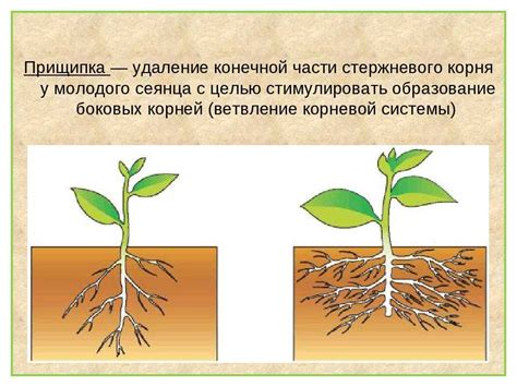 Плохое качество почвы: влияние на развитие корневой системы и завязи огурцов