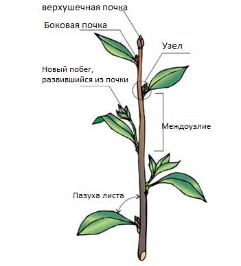 Побег и роль в водообмене