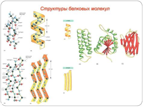 Поведение белковых структур