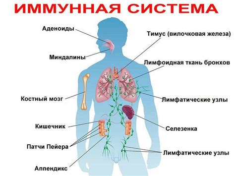 Повышение эффективности иммунной системы