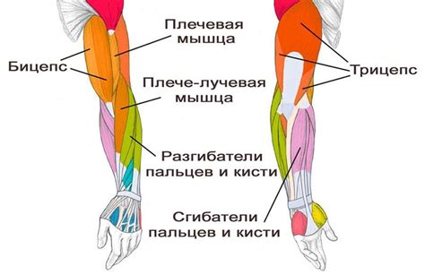 Повышенная нагрузка на мышцы рук