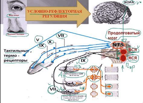 Повышенная секреция слюны во время сна как симптом некоторых заболеваний